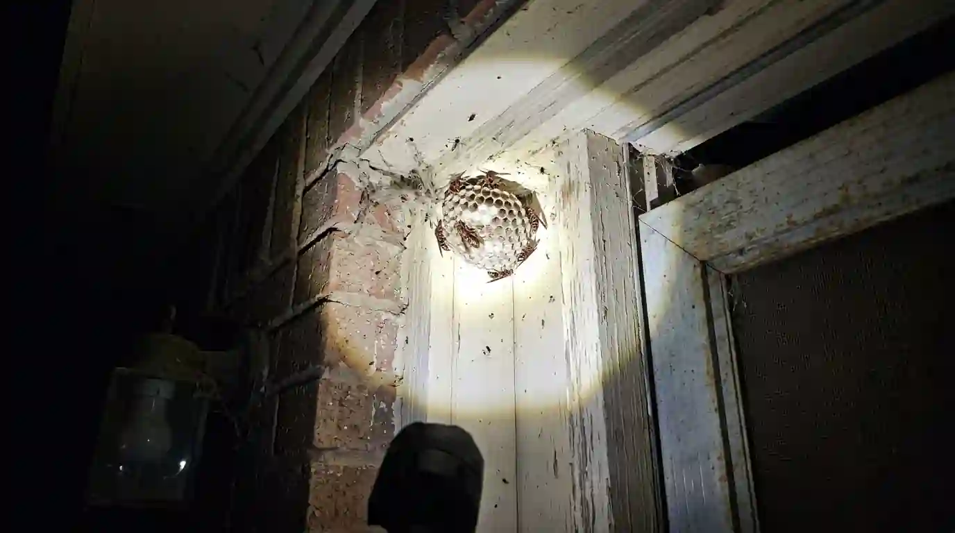 Wasp nest at a front door frame lit by a flashlight at night
