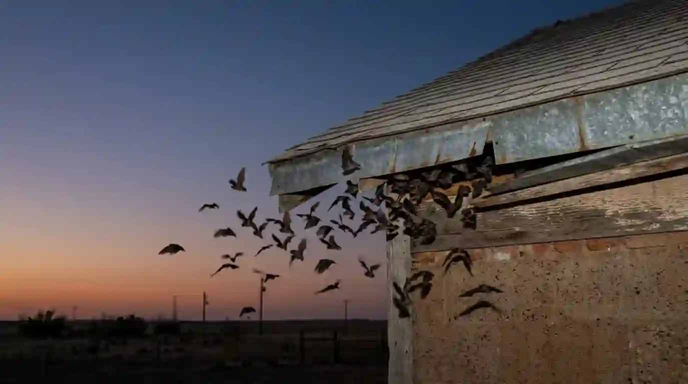 Mexican free-tailed bats emerging from a gap under roof flashing at dusk