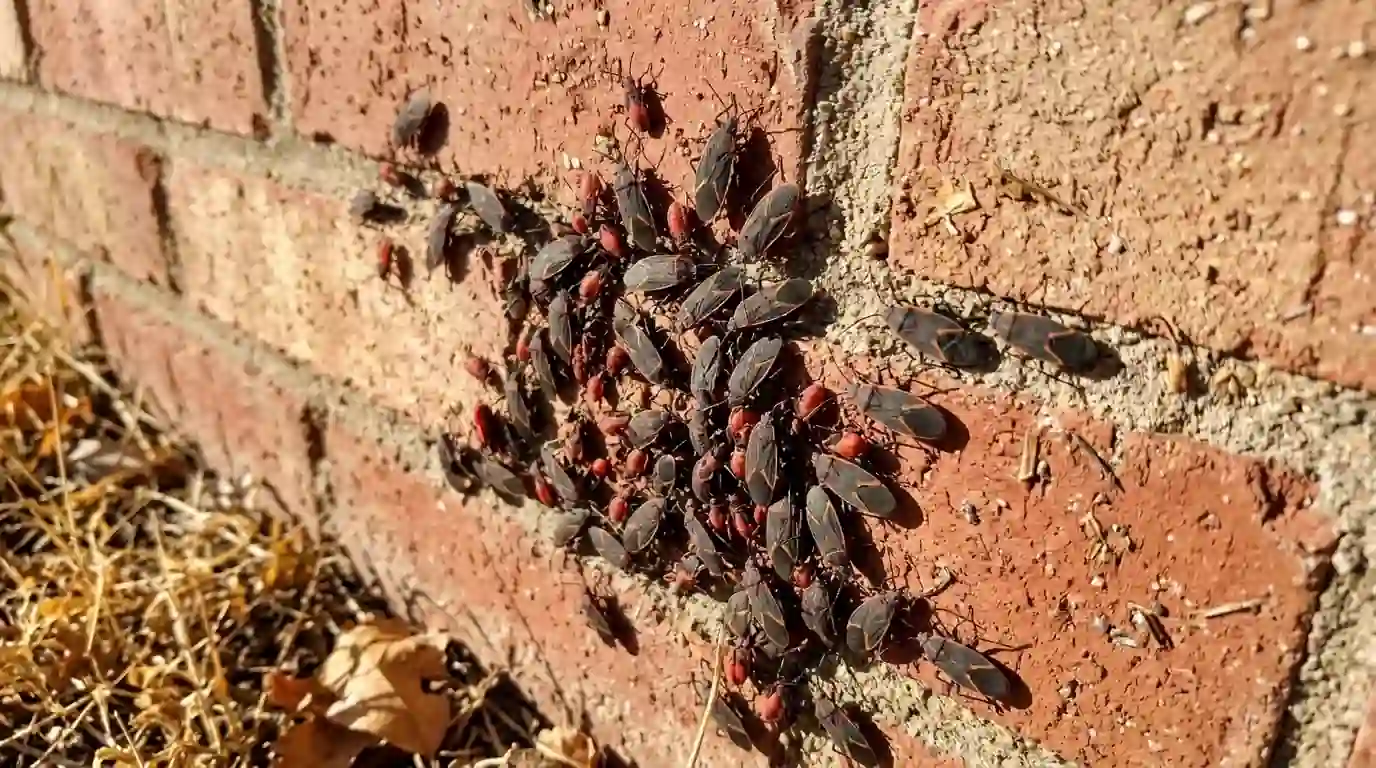 Boxelder bugs clustered on a sunny brick wall in autumn