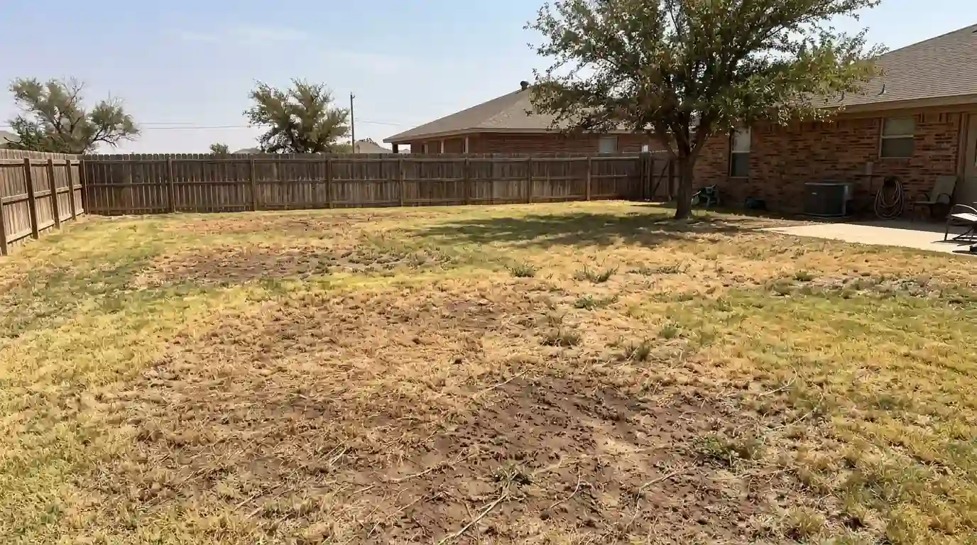 Brown dead patches in a Bermuda grass lawn in late summer in a Texas Panhandle yard